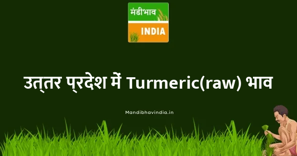 Turmeric(raw) भाव